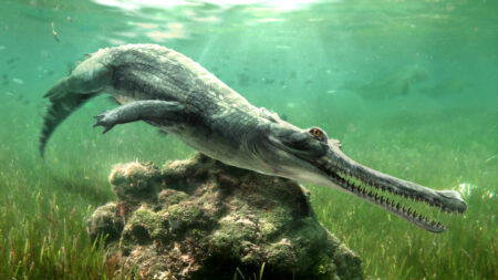An extinct crocodilian was found among rocks that built the Great Sphinx