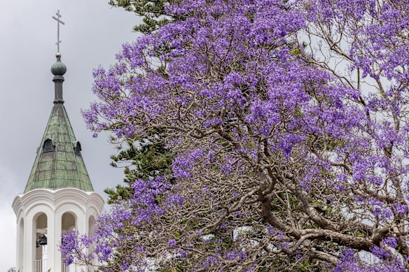 Jacarandas bloom outside St Peter & Paul Cathedral in Strathfield. The suburb is known for its jacarandas. 