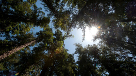 When climate change brings the heat, what happens to a mighty redwood?