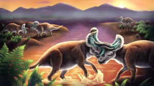 Horned dinosaurs’ weapons evolved to handle the forces of combat