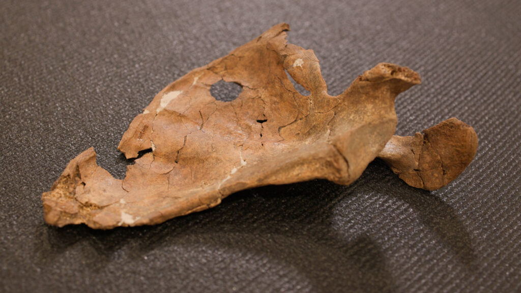 A telling hole in a Neandertal bone hints at a bitter end