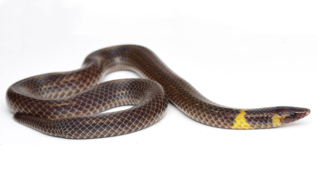 These tiny snakes cartwheel to escape danger