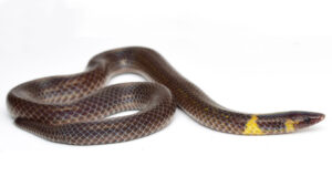 These tiny snakes cartwheel to escape danger