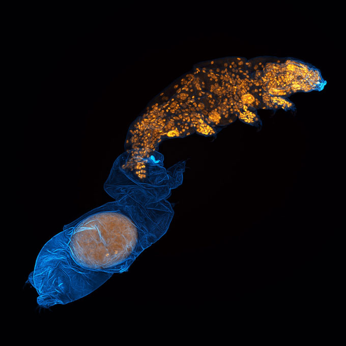 A tardigrade emerges from its shed outer covering, leaving an egg inside.