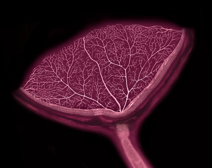 Blood vessels branch through a mouse eye in a pattern resembling a flower