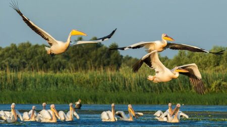 Why 2027 is set to be the year for birdwatching holidays