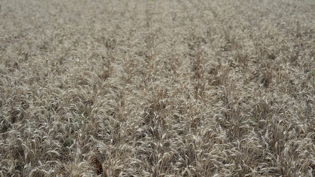 Seventeen EU leaders sign letter urging bloc to protect farm funding