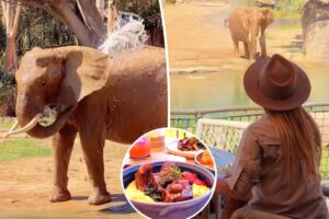 You can dine alongside elephants at this new African-inspired restaurant in Escondido