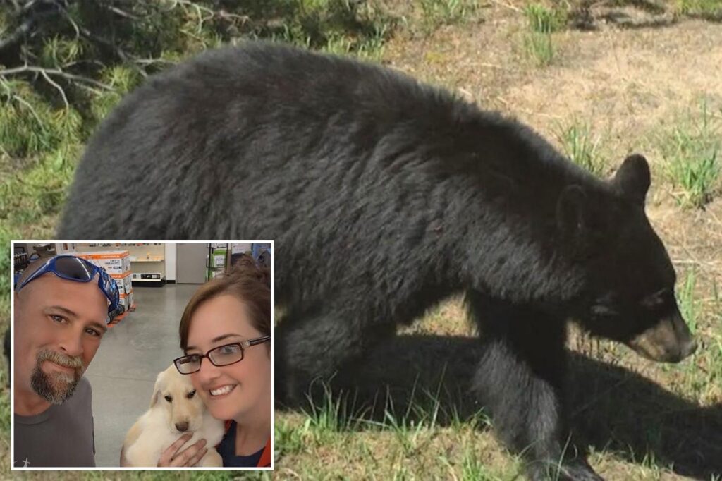 Bear is euthanized after injuring 2 Idaho residents