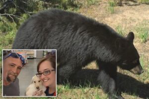 Bear is euthanized after injuring 2 Idaho residents