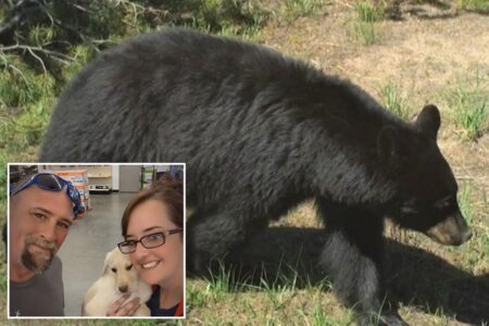 Bear is euthanized after injuring 2 Idaho residents