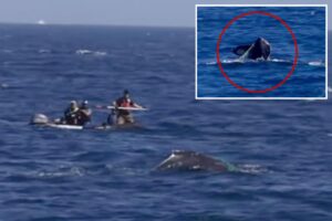 Officials sound alarm for SoCal whale spotted tangled in fishing equipment