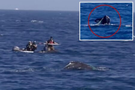 Officials sound alarm for SoCal whale spotted tangled in fishing equipment
