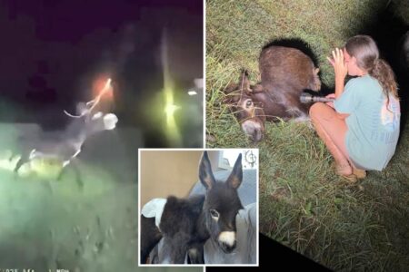 Heartbreaking bodycam footage shows moment Georgia cop shoots beloved, gentle donkey HeeHaw