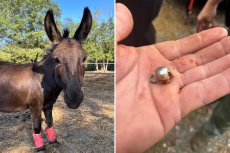 Beloved therapy donkey killed by hunter’s stray bullet — and her owners are outraged