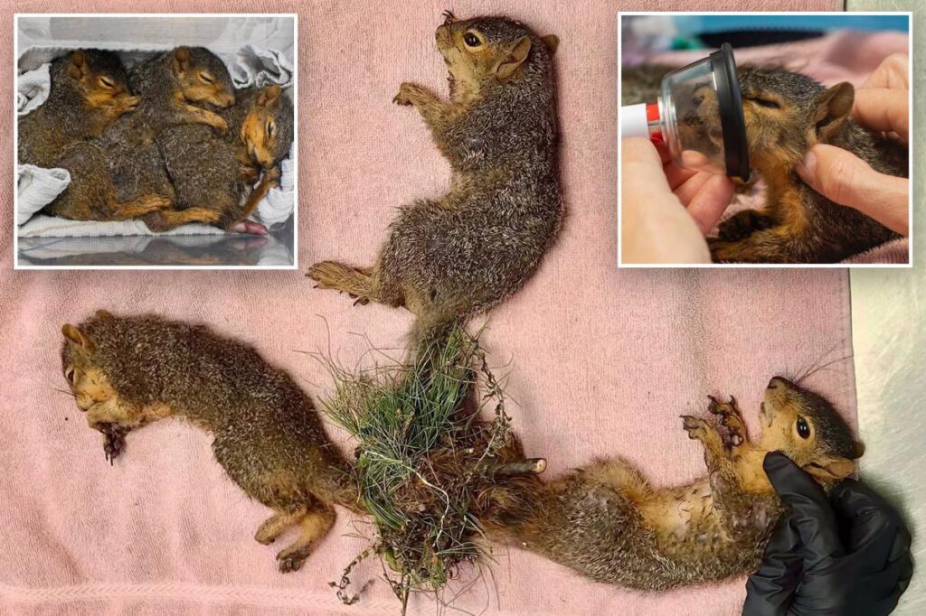 Indiana wildlife rescue performs life-saving surgery on trio of baby squirrels with tails tangled together