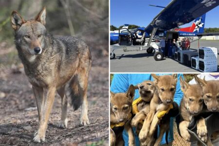 Critically endangered red wolves survive interstate journey