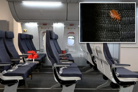 Bedbugs found in plane’s economy seats force Qantas airline to cancel flight