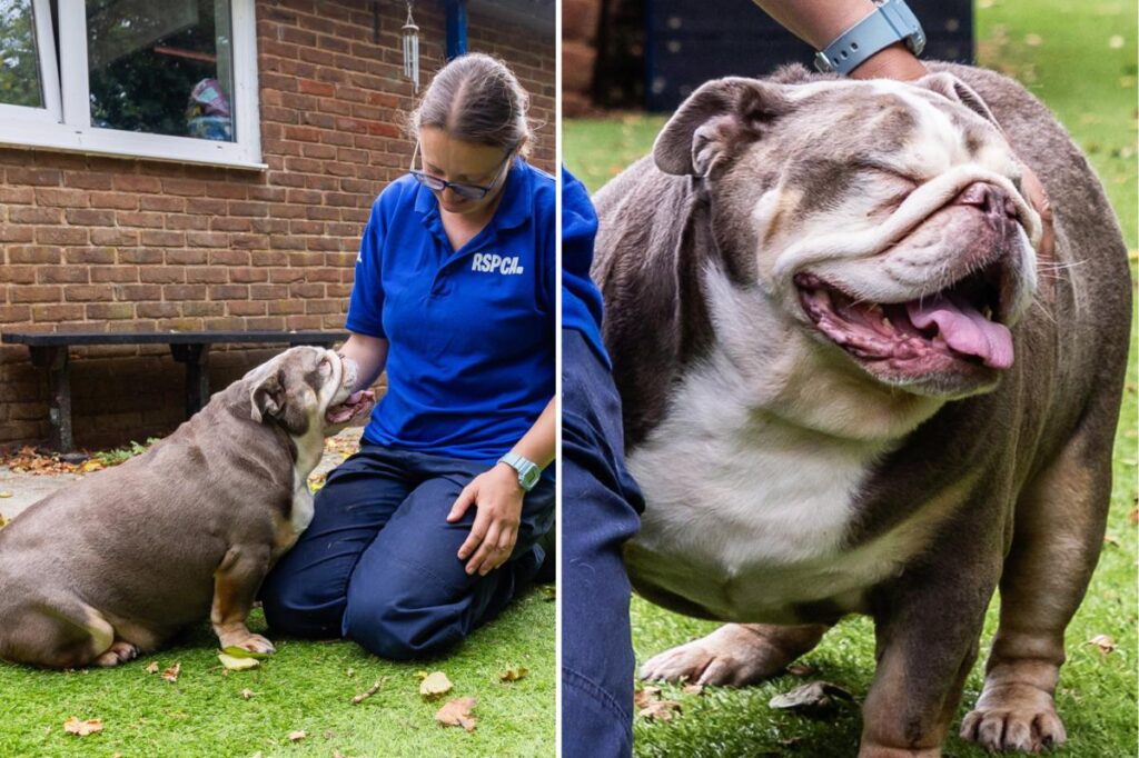 Obese bulldog who weighed same as baby hippo sheds 18 pounds, finds ‘forever home’