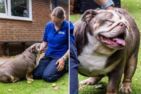 Obese bulldog who weighed same as baby hippo sheds 18 pounds, finds ‘forever home’