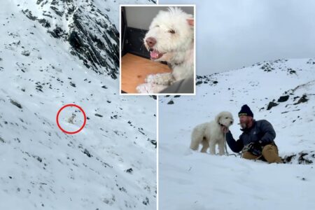 Dog miraculously found alive 2 days after being separated from owner in Alaska avalanche