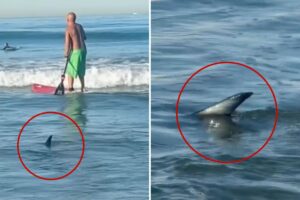 Unerving moment shark creeps up on surfers off popular SoCal beach