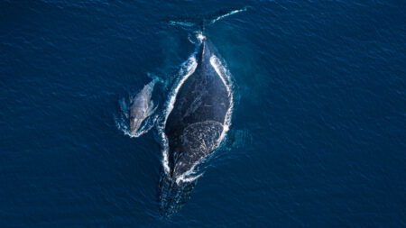 A video of a humpback whale and her dead calf reveals the animals’ bond