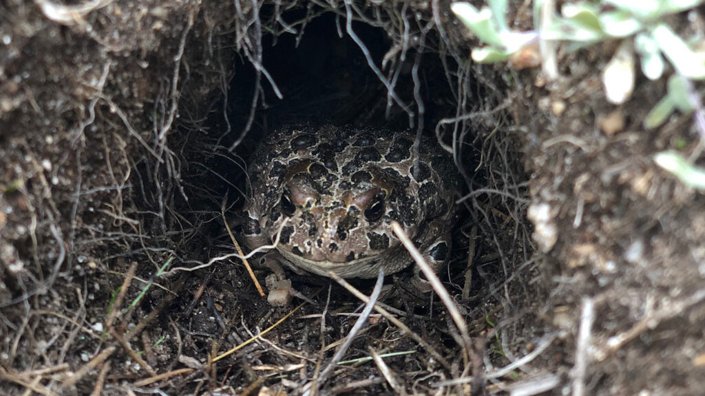 Young Yosemite toads survive winter, then emerge with a deadly fungus