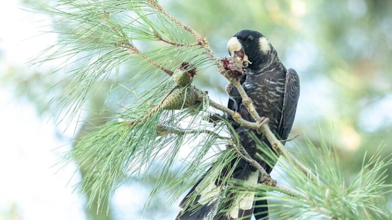 Perth Zoo to build a Black Cockatoo hospital to boost bird flu response