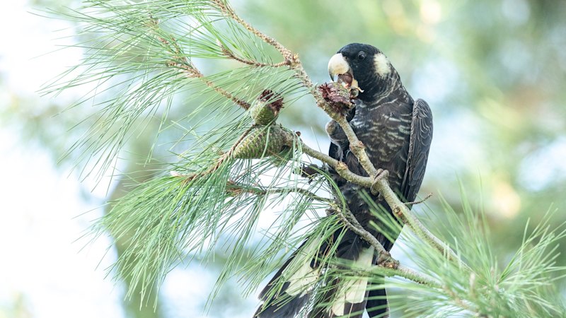 Perth Zoo to build a Black Cockatoo hospital to boost bird flu response