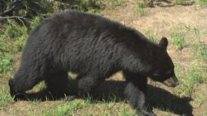 Bear attack leaves 2 people injured outside their home in Idaho, authorities say