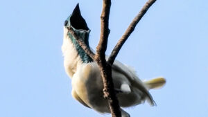 The world’s loudest bird could drown out a rock concert