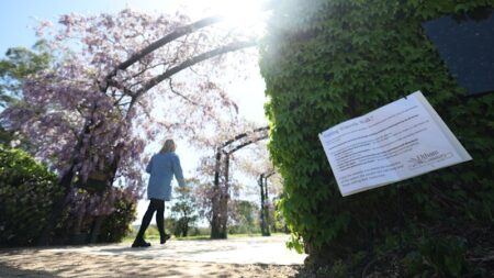 The three-week wisteria bloom that sparked a feud between grieving families and Melbourne influencers