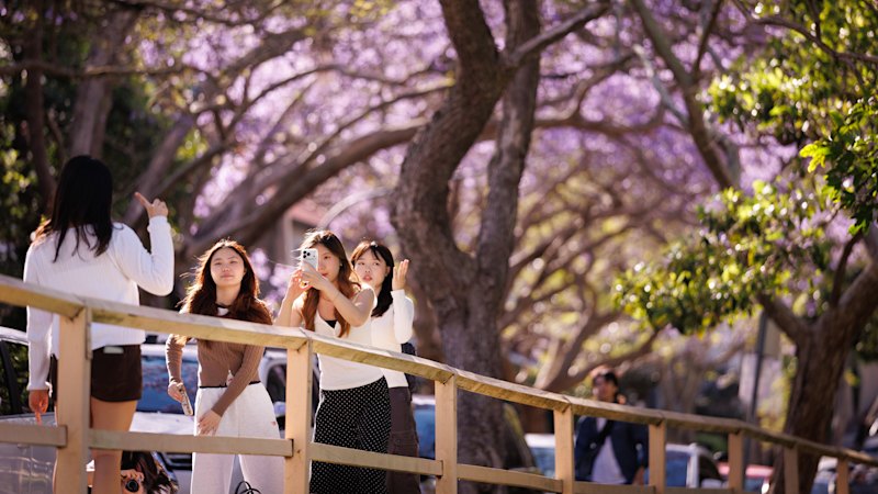 Where to see the city’s best blooms and what you need to know about street closures