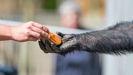 Why did humans’ brains surpass chimps’? A tiny foe might help explain it