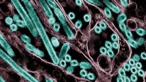 Claude helped a scientist plan potentially risky bird flu research