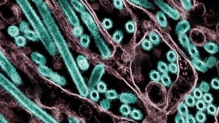 Claude helped a scientist plan potentially risky bird flu research