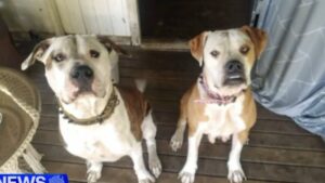 One of two dogs involved in Brisbane mauling dies from gunshot wound