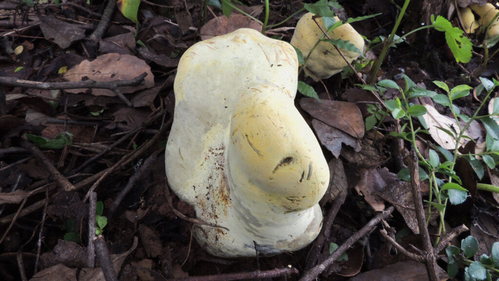 After the dinosaurs died, the massive ‘D. rex’ fungus ruled the woods