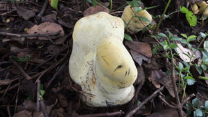 After the dinosaurs died, the massive ‘D. rex’ fungus ruled the woods