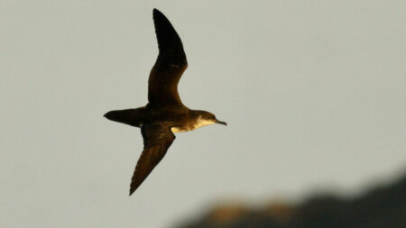 Seabirds get jet lag, too — and it can throw them a bit off course