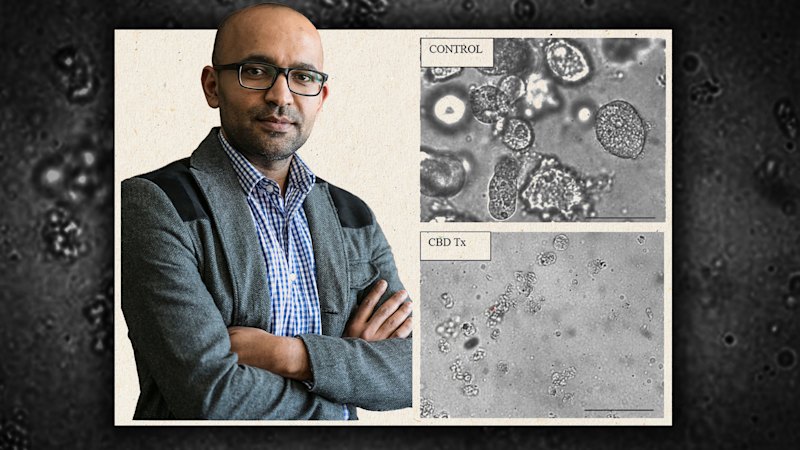 Centre closes, Professor Pradeep Tanwar sacked after cannabis-research problems revealed at the University of Newcastle