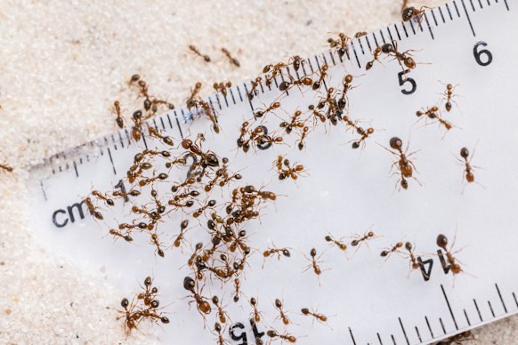 Fire ants are known as one of the world’s worst pests. 
