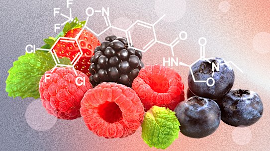 Berry products containing the so-called “forever chemical” must warn that it is suspected of damaging the unborn child.
