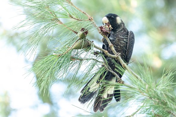 A Carnaby’s black cockatoo, a threatened species endemic to southwestern Western Australia, in Perth.