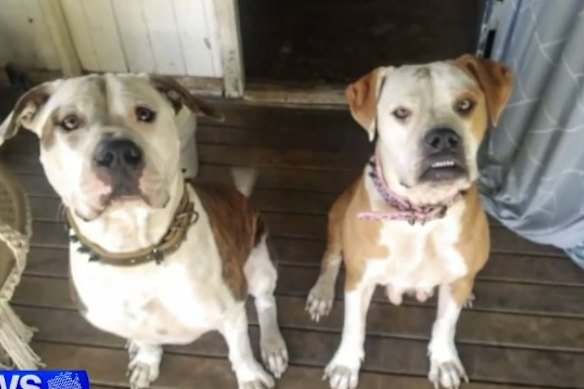 Layla Evans’ two dogs, who mauled a man at 7th Brigade Park in Chermside on Friday night.