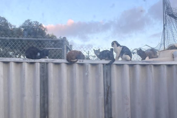 Dozens of cats living at a Maylands home are making life difficult for neighbours.