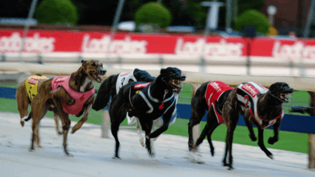 Million Dollar Chase final brings races to an end at Sydney racetrack