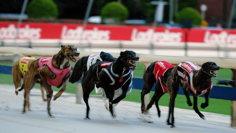 Million Dollar Chase final brings races to an end at Sydney racetrack