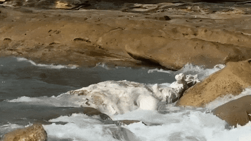 Maroubra, Coogee beaches closed after whale carcass discovered close to shore